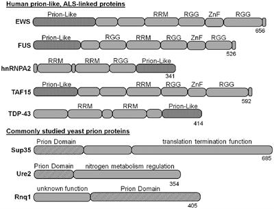 Yeast Models of Prion-Like Proteins That Cause Amyotrophic Lateral Sclerosis Reveal Pathogenic Mechanisms